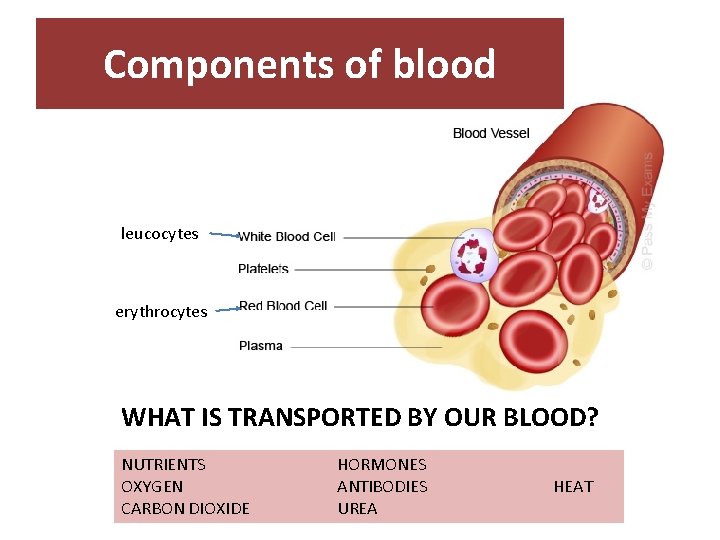 Components of blood leucocytes erythrocytes WHAT IS TRANSPORTED BY OUR BLOOD? NUTRIENTS OXYGEN CARBON