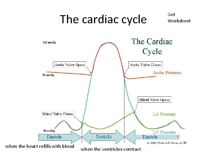 The cardiac cycle when the heart refills with blood when the ventricles contract Get
