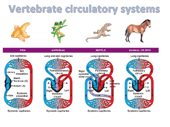 Vertebrate circulatory systems 