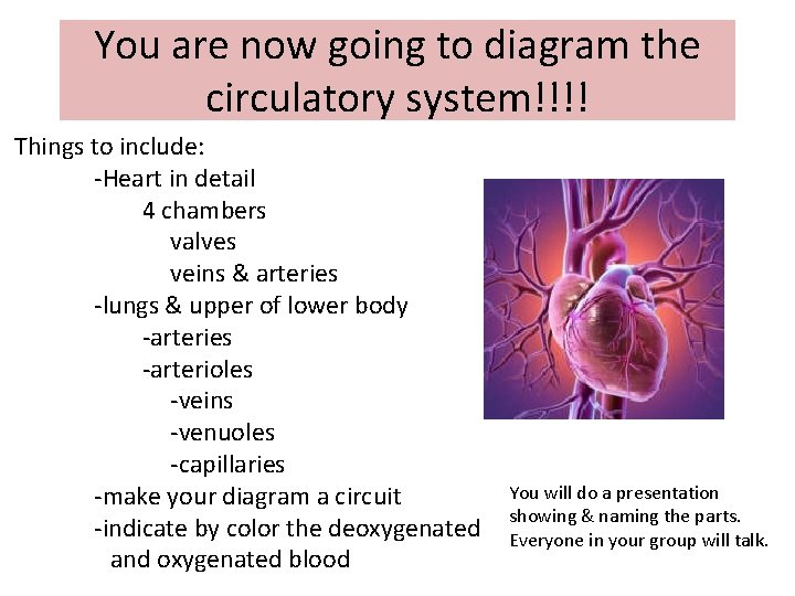 You are now going to diagram the circulatory system!!!! Things to include: -Heart in