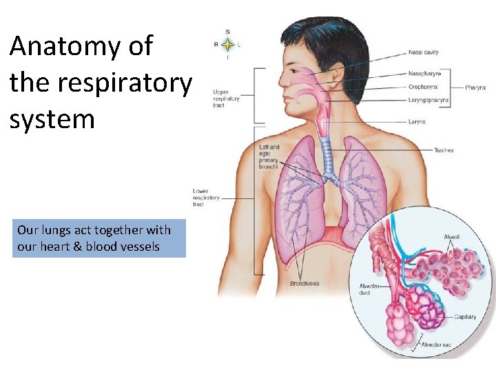 Anatomy of the respiratory system Our lungs act together with our heart & blood