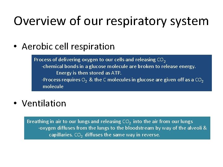 Overview of our respiratory system • Aerobic cell respiration Process of delivering oxygen to