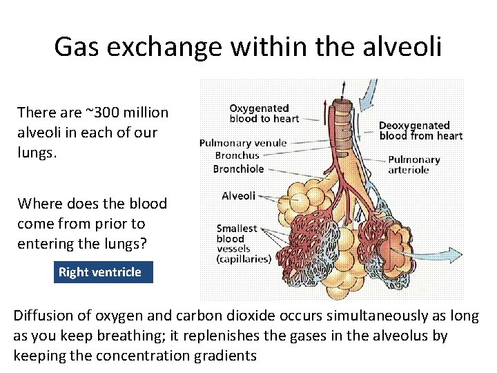 Gas exchange within the alveoli There are ~300 million alveoli in each of our