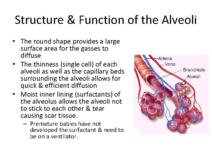 Structure & Function of the Alveoli • The round shape provides a large surface
