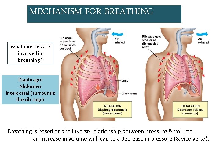 MECHANISM FOR BREATHING What muscles are involved in breathing? Diaphragm Abdomen Intercostal (surrounds the