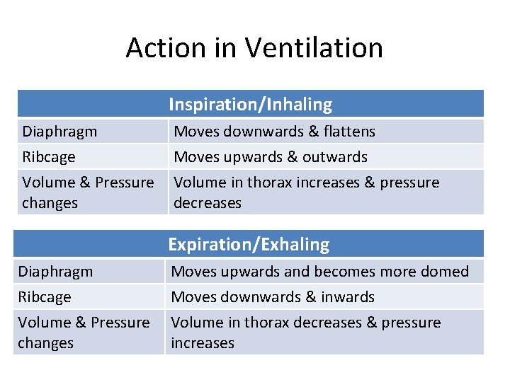 Action in Ventilation Inspiration/Inhaling Diaphragm Ribcage Volume & Pressure changes Moves downwards & flattens