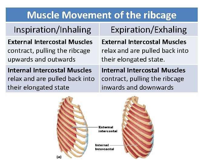 Muscle Movement of the ribcage Inspiration/Inhaling External Intercostal Muscles contract, pulling the ribcage upwards
