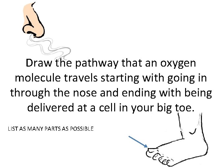 Draw the pathway that an oxygen molecule travels starting with going in through the