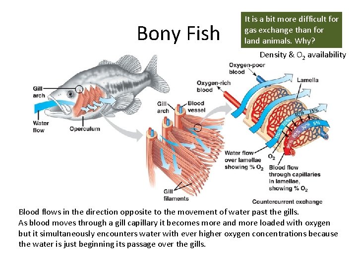 Bony Fish It is a bit more difficult for gas exchange than for land