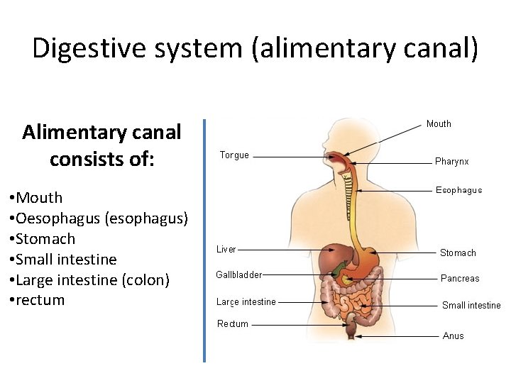 Digestive system (alimentary canal) Alimentary canal consists of: • Mouth • Oesophagus (esophagus) •