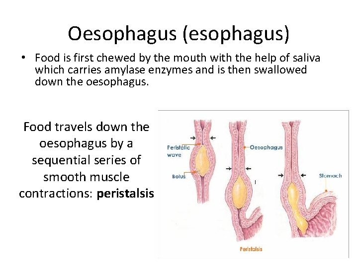 Oesophagus (esophagus) • Food is first chewed by the mouth with the help of