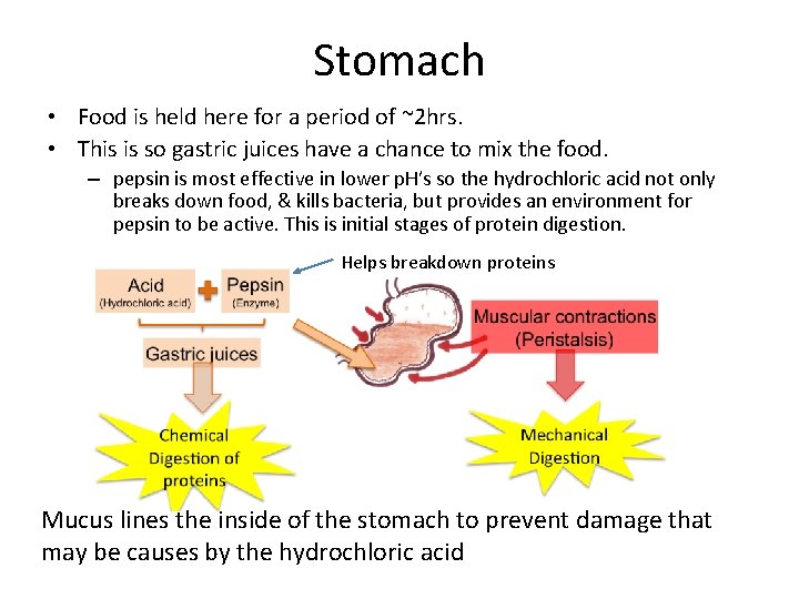 Stomach • Food is held here for a period of ~2 hrs. • This