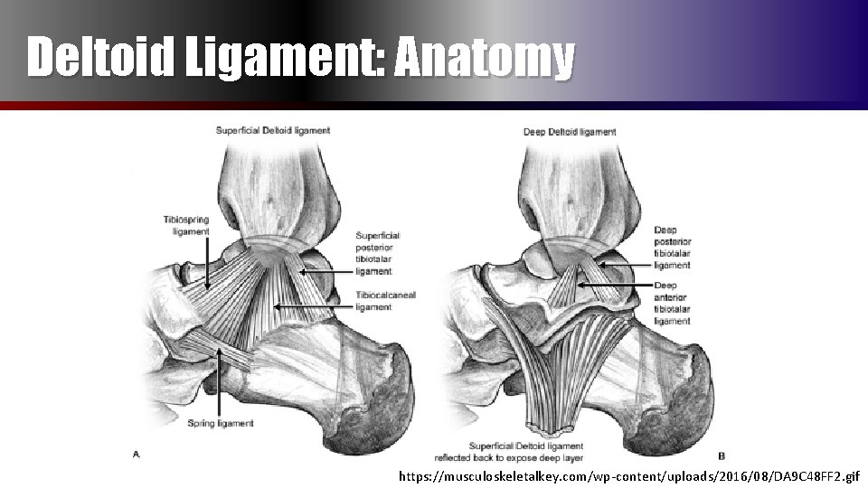Deltoid Ligament: Anatomy https: //musculoskeletalkey. com/wp-content/uploads/2016/08/DA 9 C 48 FF 2. gif 