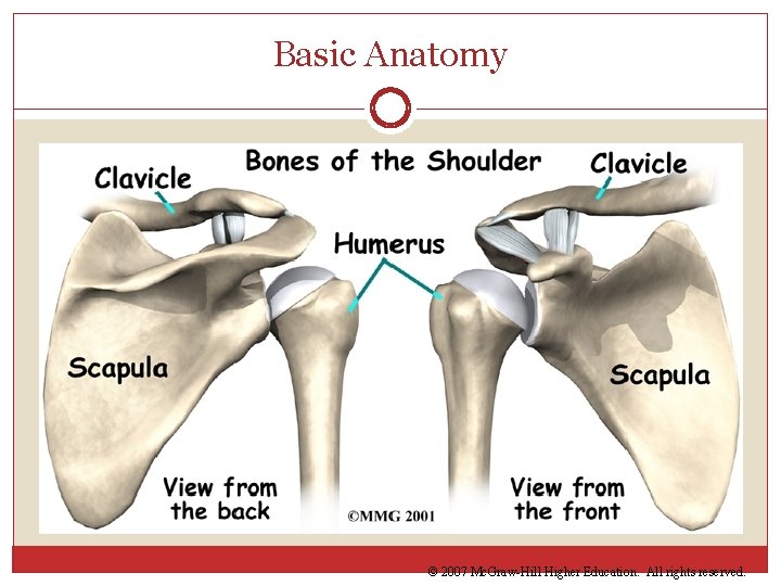 Basic Anatomy © 2007 Mc. Graw-Hill Higher Education. All rights reserved. 