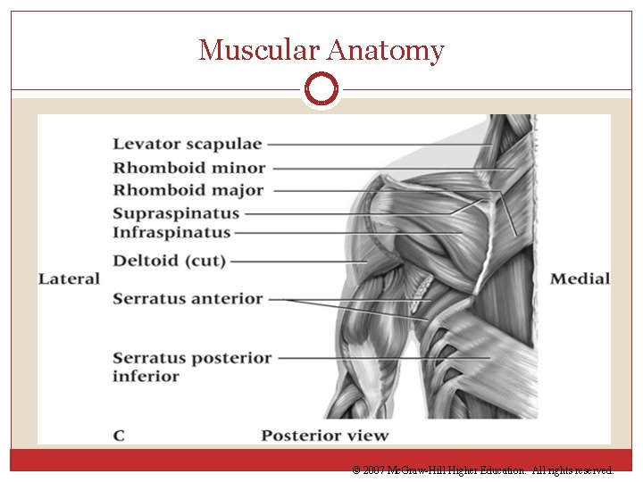 Muscular Anatomy © 2007 Mc. Graw-Hill Higher Education. All rights reserved. 