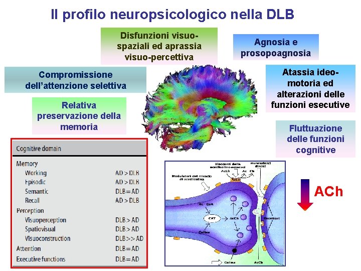 Il profilo neuropsicologico nella DLB Disfunzioni visuospaziali ed aprassia visuo-percettiva Compromissione dell’attenzione selettiva Relativa Il profilo neuropsicologico nella DLB Disfunzioni visuospaziali ed aprassia visuo-percettiva Compromissione dell’attenzione selettiva Relativa