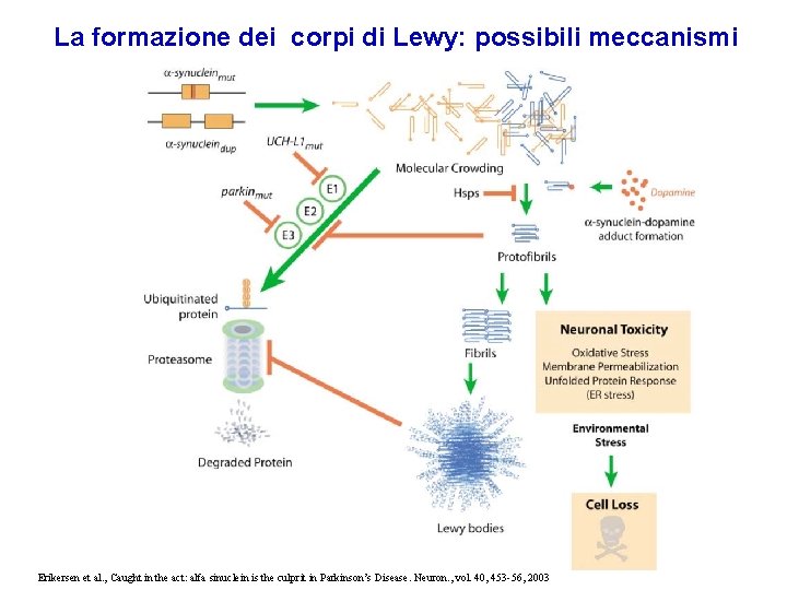 La formazione dei corpi di Lewy: possibili meccanismi Erikersen et al. , Caught in La formazione dei corpi di Lewy: possibili meccanismi Erikersen et al. , Caught in