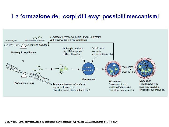 La formazione dei corpi di Lewy: possibili meccanismi Olanow et al. , Lewy-body formation La formazione dei corpi di Lewy: possibili meccanismi Olanow et al. , Lewy-body formation