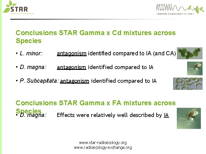 Conclusions STAR Gamma x Cd mixtures across Species • L. minor: antagonism identified compared