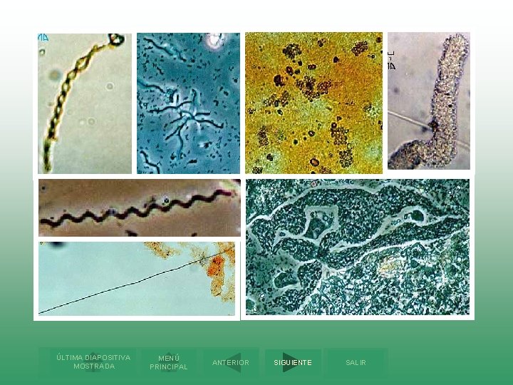 ÚLTIMA DIAPOSITIVA MOSTRADA MENÚ PRINCIPAL ANTERIOR SIGUIENTE SALIR 