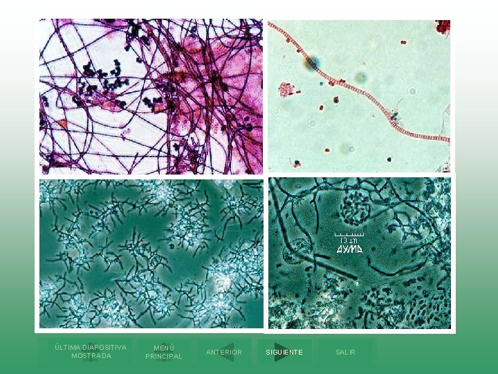 ÚLTIMA DIAPOSITIVA MOSTRADA MENÚ PRINCIPAL ANTERIOR SIGUIENTE SALIR 