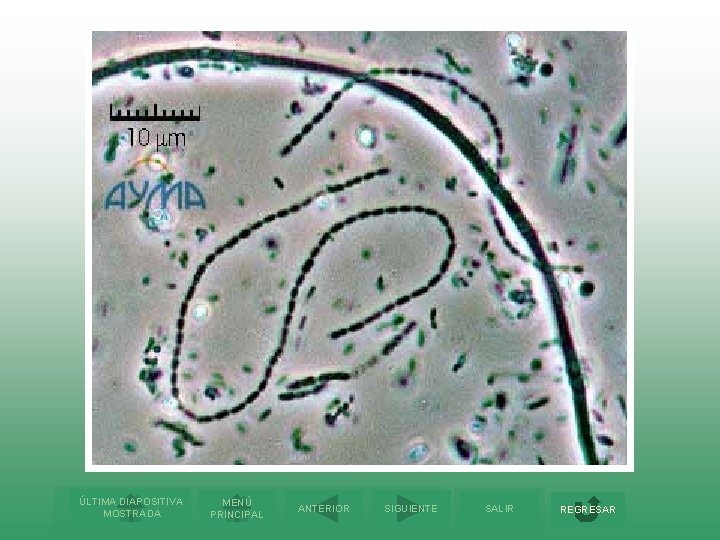 ÚLTIMA DIAPOSITIVA MOSTRADA MENÚ PRINCIPAL ANTERIOR SIGUIENTE SALIR REGRESAR 