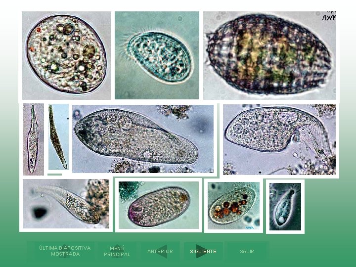 ÚLTIMA DIAPOSITIVA MOSTRADA MENÚ PRINCIPAL ANTERIOR SIGUIENTE SALIR 
