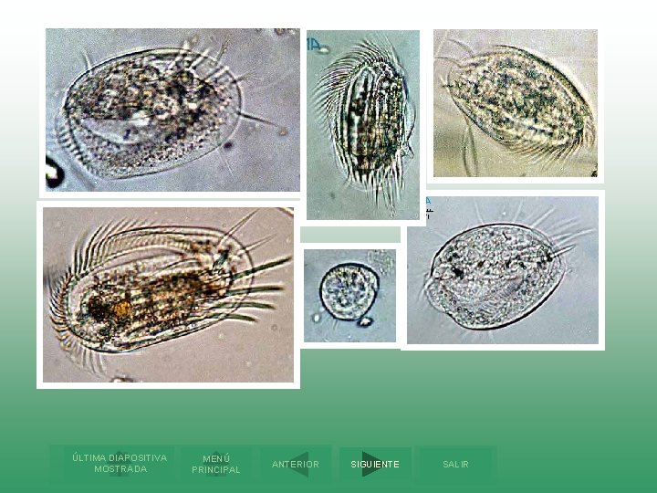 ÚLTIMA DIAPOSITIVA MOSTRADA MENÚ PRINCIPAL ANTERIOR SIGUIENTE SALIR 