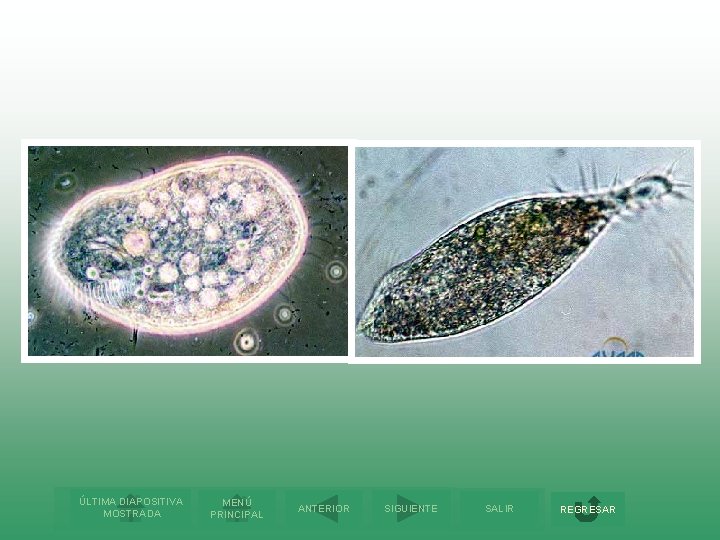 ÚLTIMA DIAPOSITIVA MOSTRADA MENÚ PRINCIPAL ANTERIOR SIGUIENTE SALIR REGRESAR 
