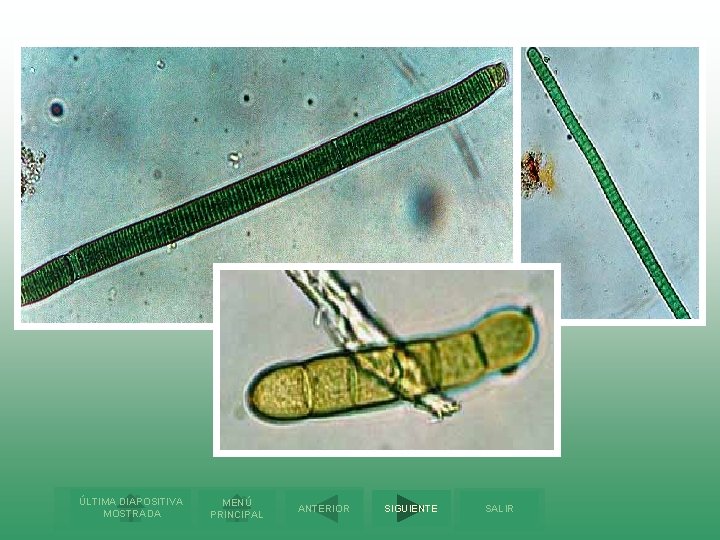 ÚLTIMA DIAPOSITIVA MOSTRADA MENÚ PRINCIPAL ANTERIOR SIGUIENTE SALIR 