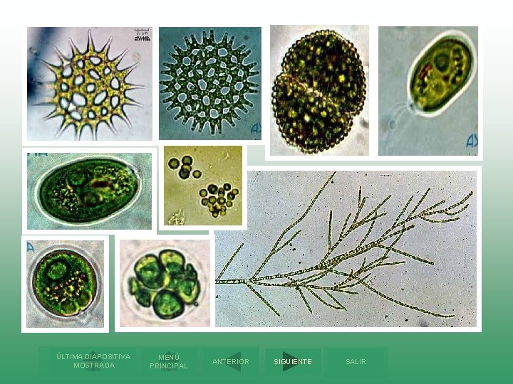 ÚLTIMA DIAPOSITIVA MOSTRADA MENÚ PRINCIPAL ANTERIOR SIGUIENTE SALIR 