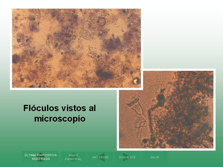 Flóculos vistos al microscopio ÚLTIMA DIAPOSITIVA MOSTRADA MENÚ PRINCIPAL ANTERIOR SIGUIENTE SALIR 