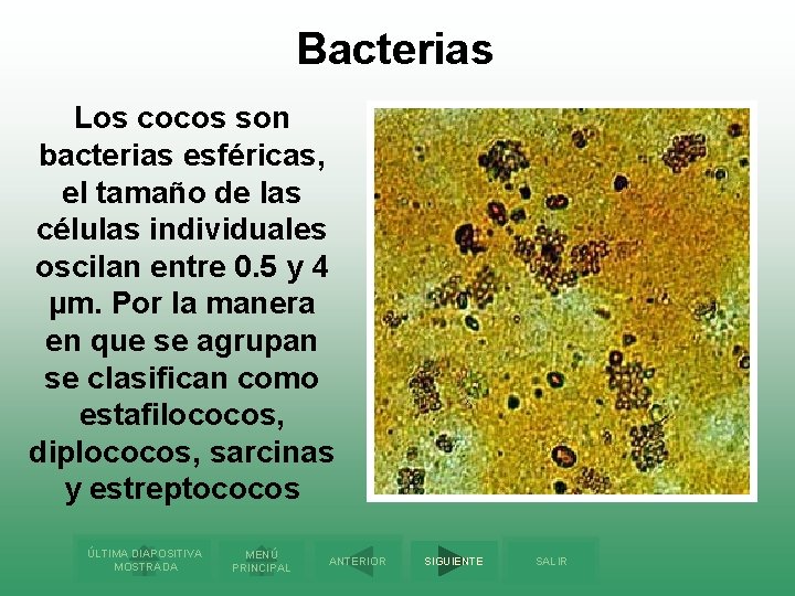 Bacterias Los cocos son bacterias esféricas, el tamaño de las células individuales oscilan entre