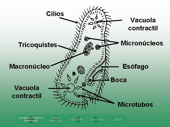 Cilios Vacuola contractil Micronúcleos Tricoquistes Macronúcleo Esófago Boca Vacuola contractil Microtubos ÚLTIMA DIAPOSITIVA MOSTRADA