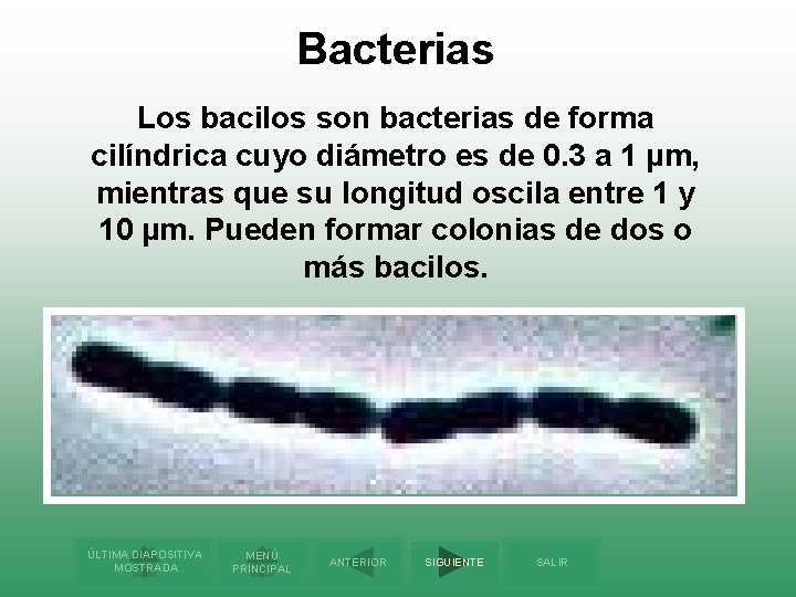 Bacterias Los bacilos son bacterias de forma cilíndrica cuyo diámetro es de 0. 3