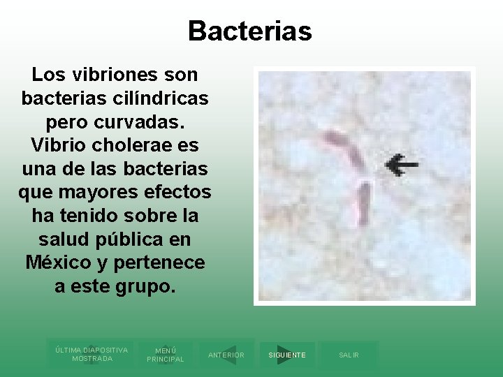 Bacterias Los vibriones son bacterias cilíndricas pero curvadas. Vibrio cholerae es una de las