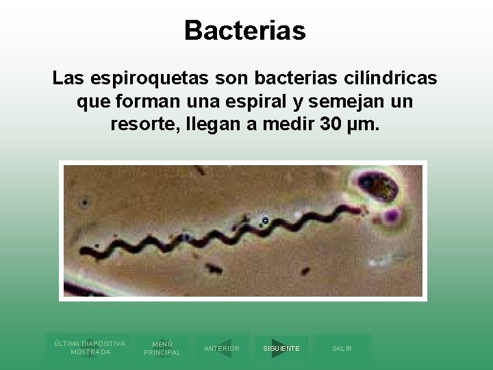 Bacterias Las espiroquetas son bacterias cilíndricas que forman una espiral y semejan un resorte,