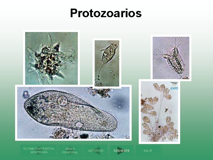 Protozoarios ÚLTIMA DIAPOSITIVA MOSTRADA MENÚ PRINCIPAL ANTERIOR SIGUIENTE SALIR 