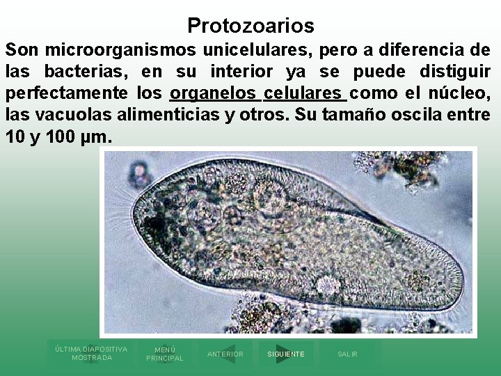 Protozoarios Son microorganismos unicelulares, pero a diferencia de las bacterias, en su interior ya