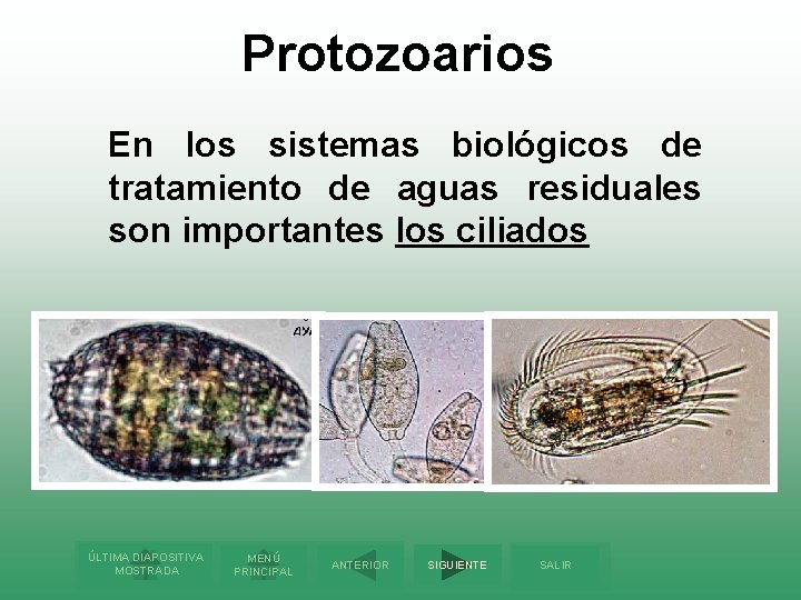 Protozoarios En los sistemas biológicos de tratamiento de aguas residuales son importantes los ciliados