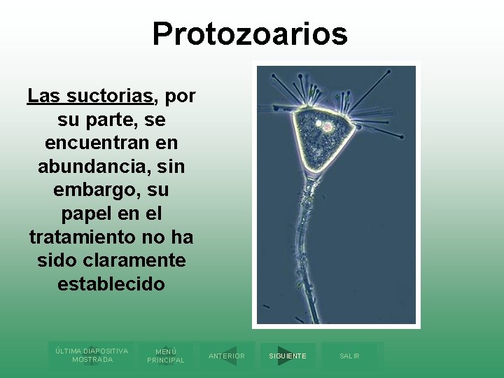Protozoarios Las suctorias, por su parte, se encuentran en abundancia, sin embargo, su papel