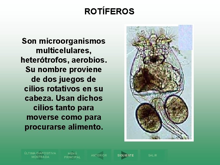 ROTÍFEROS Son microorganismos multicelulares, heterótrofos, aerobios. Su nombre proviene de dos juegos de cilios