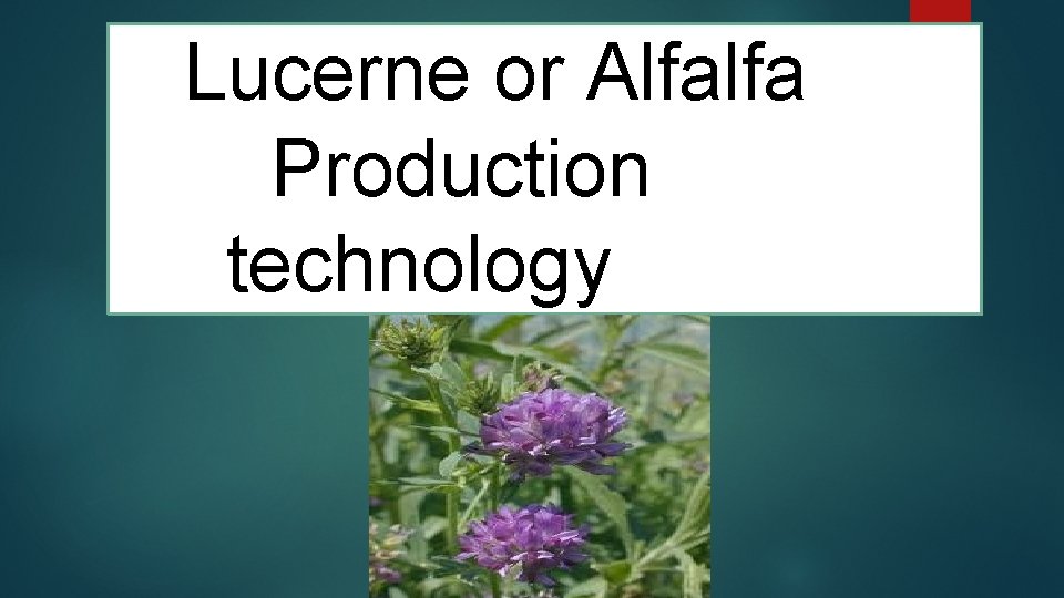  Lucerne or Alfalfa Production technology 