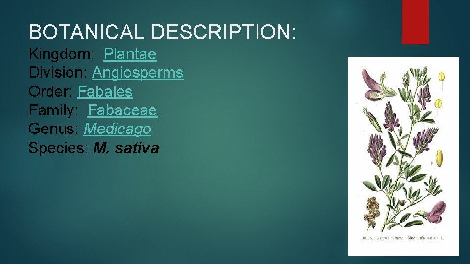 BOTANICAL DESCRIPTION: Kingdom: Plantae Division: Angiosperms Order: Fabales Family: Fabaceae Genus: Medicago Species: M.