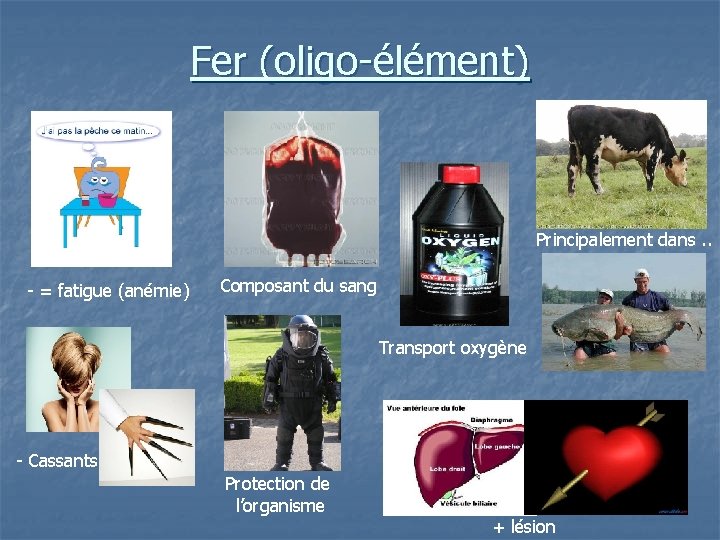 Fer (oligo-élément) Principalement dans. . - = fatigue (anémie) Composant du sang Transport oxygène