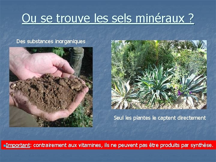 Ou se trouve les sels minéraux ? Des substances inorganiques Seul les plantes le