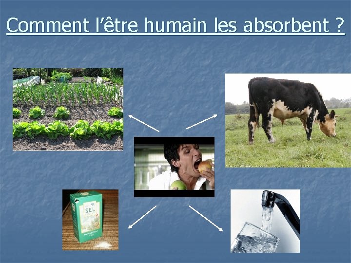 Comment l’être humain les absorbent ? 