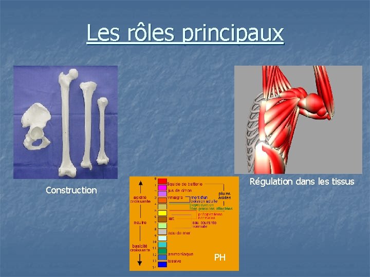 Les rôles principaux Régulation dans les tissus Construction PH 