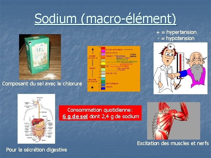 Sodium (macro-élément) + = hypertension - = hypotension Composant du sel avec le chlorure