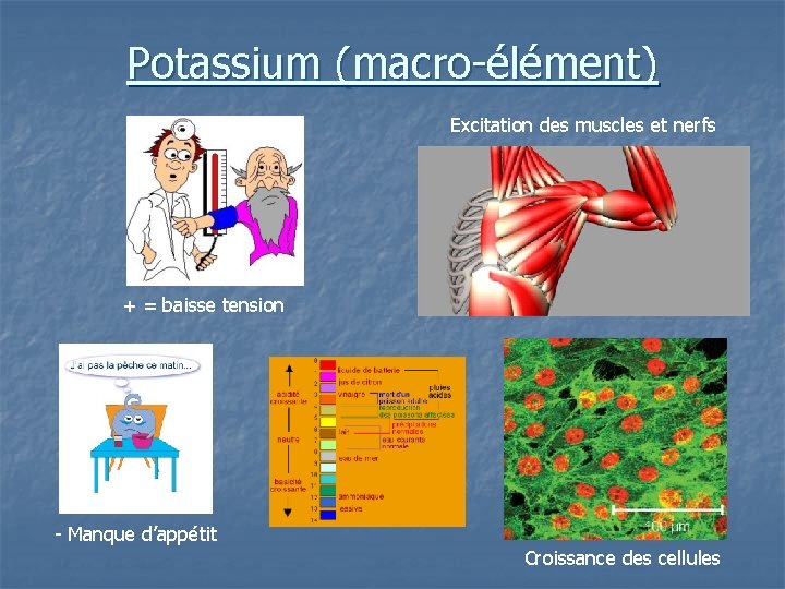 Potassium (macro-élément) Excitation des muscles et nerfs + = baisse tension - Manque d’appétit